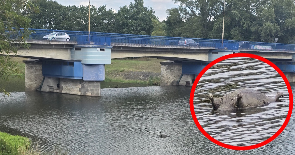 Nietypowa interwencja w Koźlu: Z Odry wyłowiono martwego bobra
