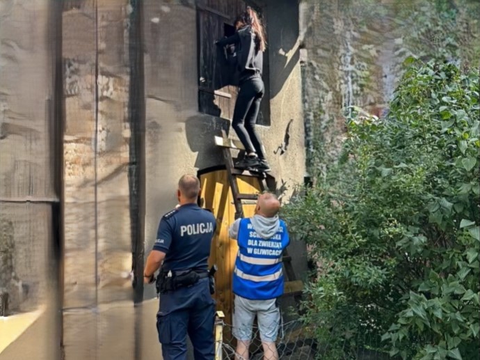 Gliwice: Uratowano 27 gołębi z nielegalnej hodowli. Policjanci z podziękowaniami