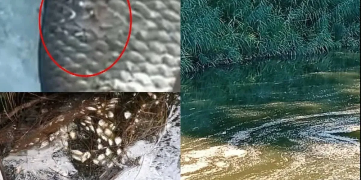 Ponad 5 ton śniętych ryb w Kanale Gliwickim. Służby kończą główne odłowy