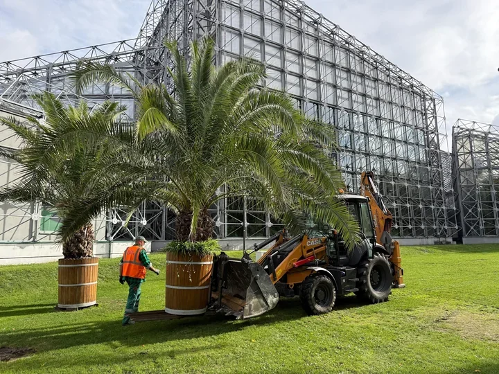 28 palm wraca z gliwickich ulic do Palmiarni Miejskiej