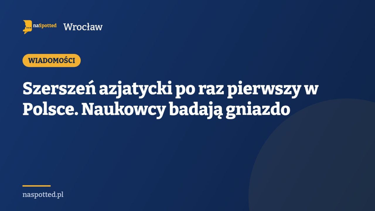 Szerszeń azjatycki po raz pierwszy w Polsce. Naukowcy badają gniazdo