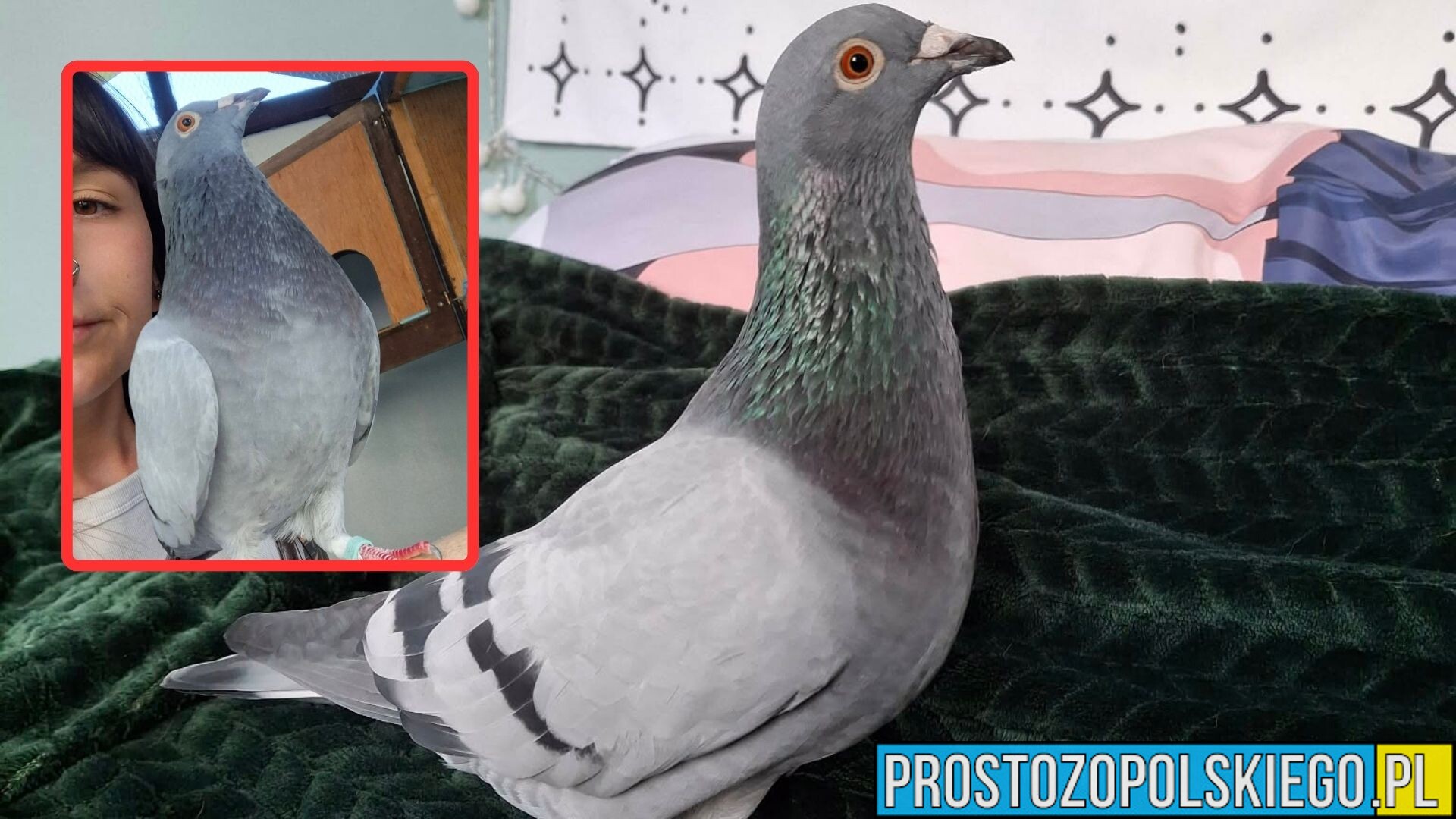Zaginął wyjątkowy gołąb z Kluczborka. Właścicielka wyznaczyła nagrodę za pomoc w odnalezieniu Tuśka