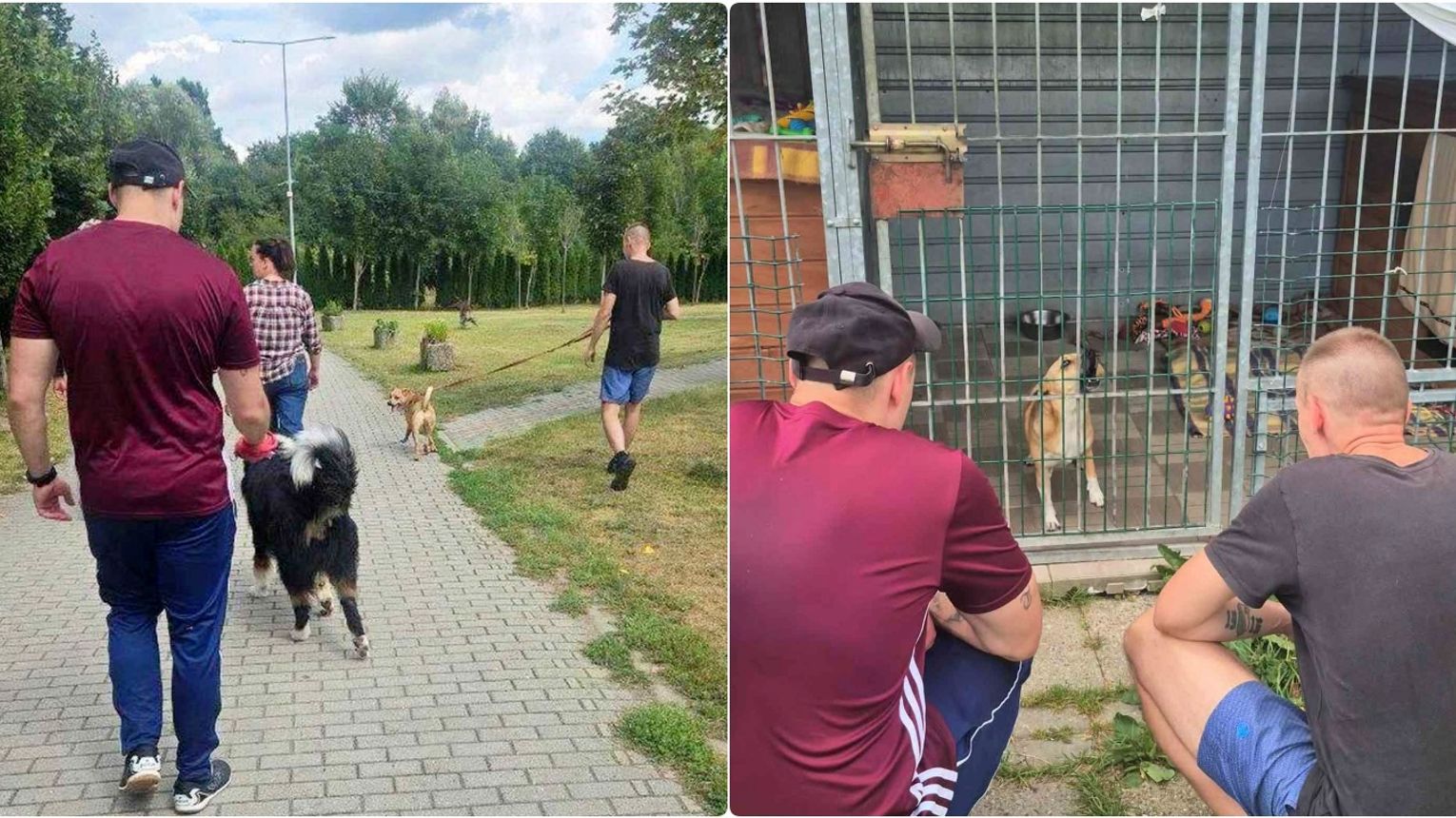 Kędzierzyn-Koźle: Osadzeni pomagają w schronisku dla zwierząt