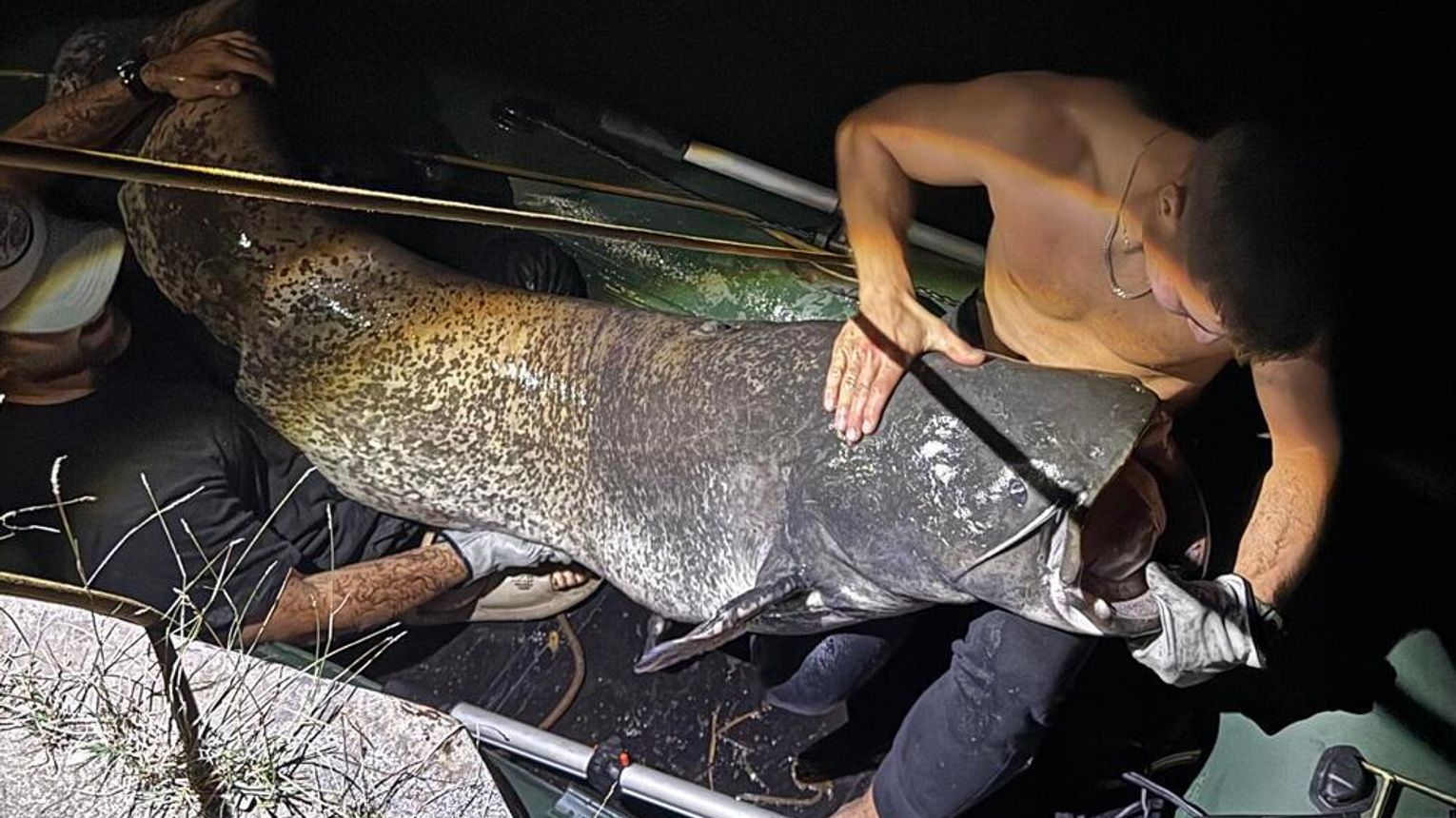 Gigantyczny sum wyłowiony z Kanału Gliwickiego w Kędzierzynie-Koźlu