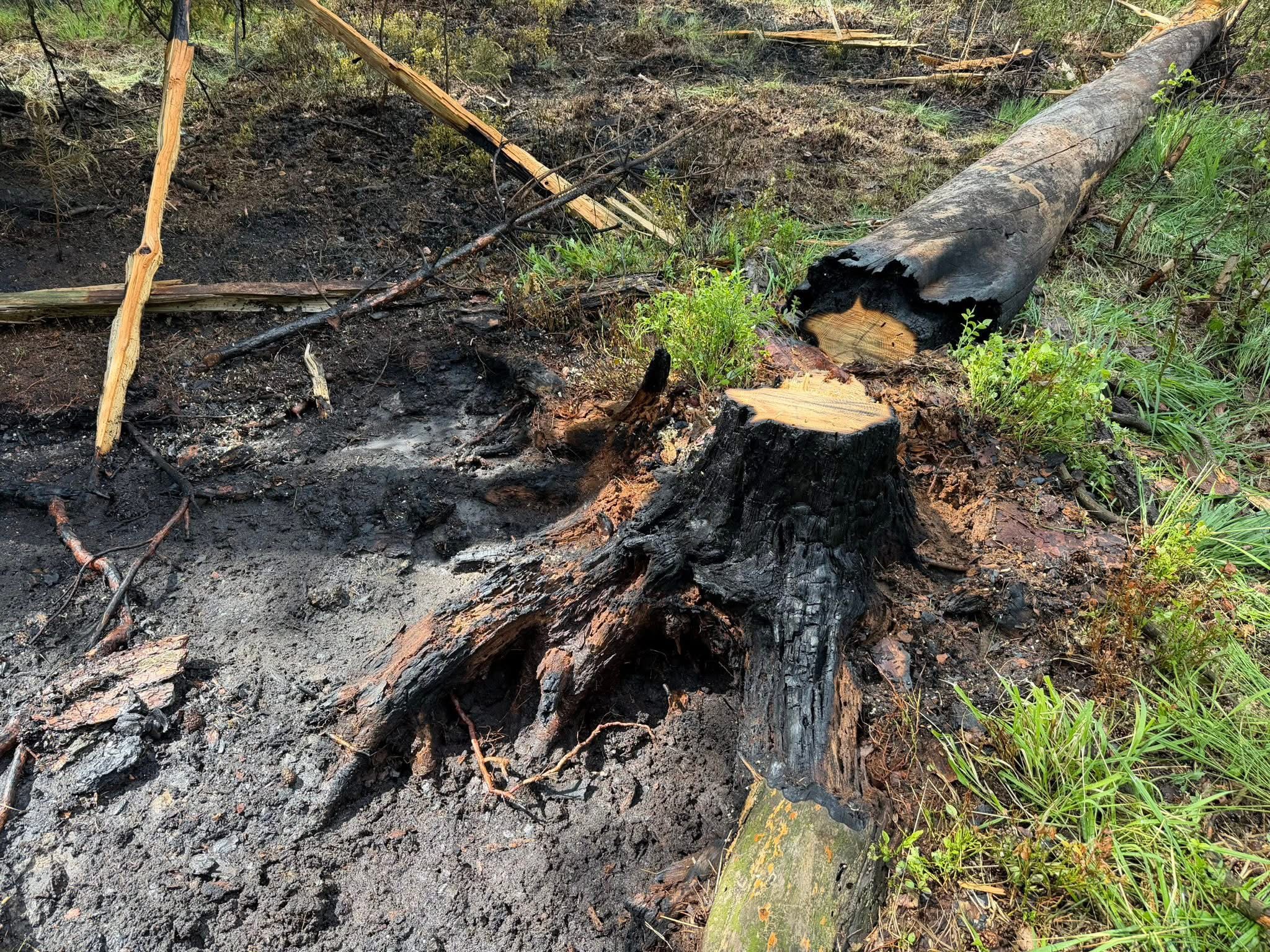Szybka akcja strażaków i Dromadera! Pożar lasu pod Zawadzkiem opanowany